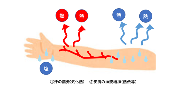 図１.体温調整のメカニズム