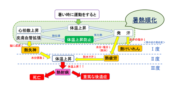 図２.熱中症のメカニズムと暑熱順化