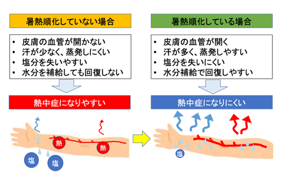 図３.暑熱順化の効果